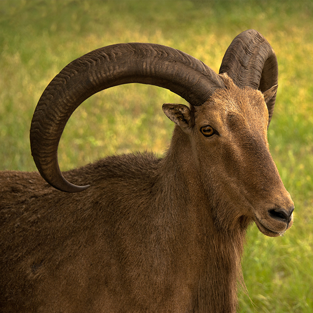 Addax safari — photo 3