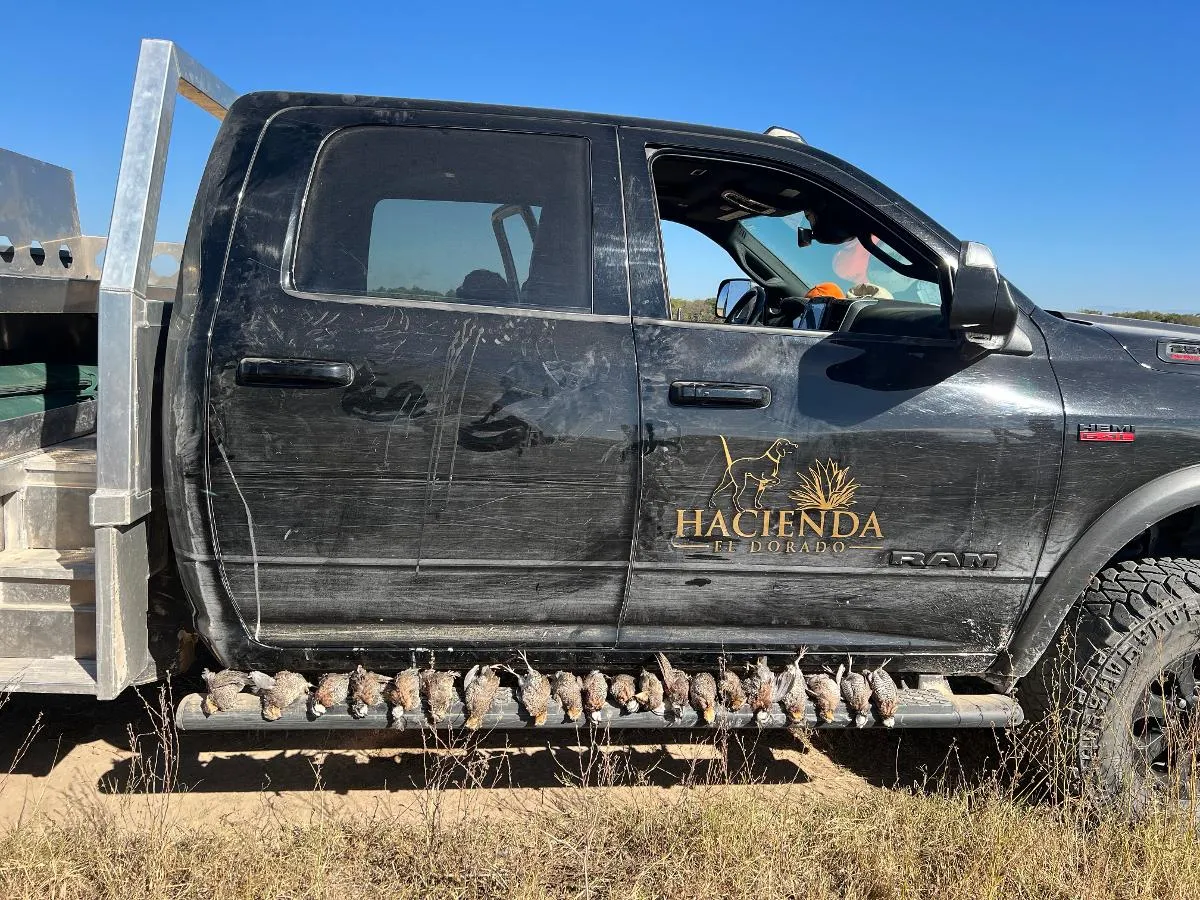 Wild Quail Hunt — photo 2