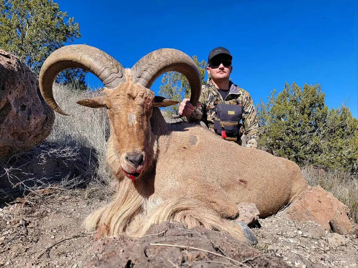 7 Day DIY West Texas Aoudad Hunt — photo 2