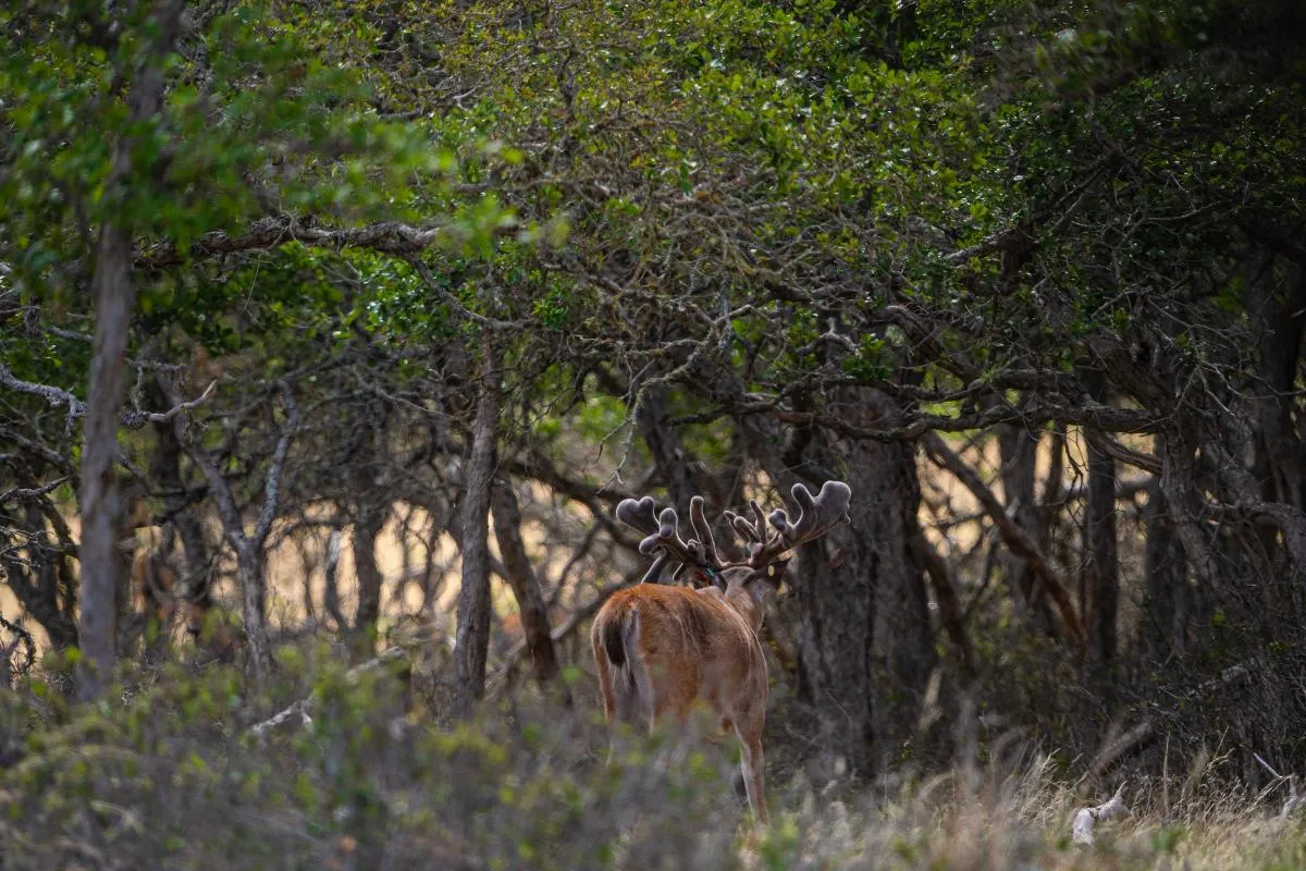 Big Buck Hunt — photo 3