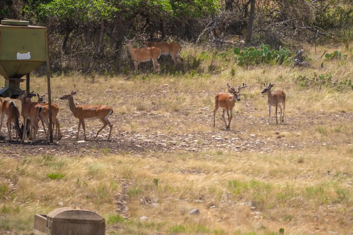 Big Buck Hunt — photo 4