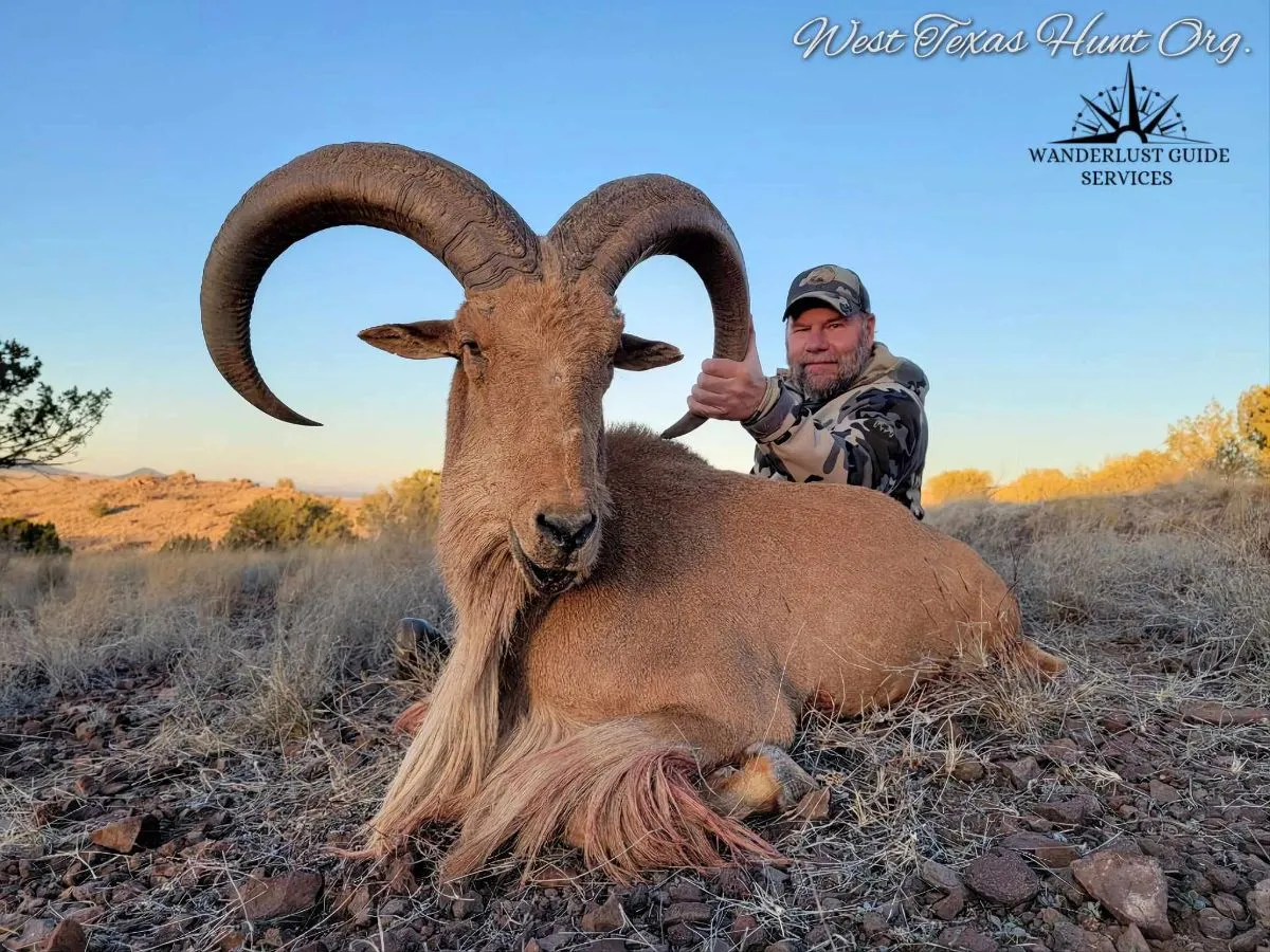 3-Day Trophy Aoudad Hunt 1x1 Guided
