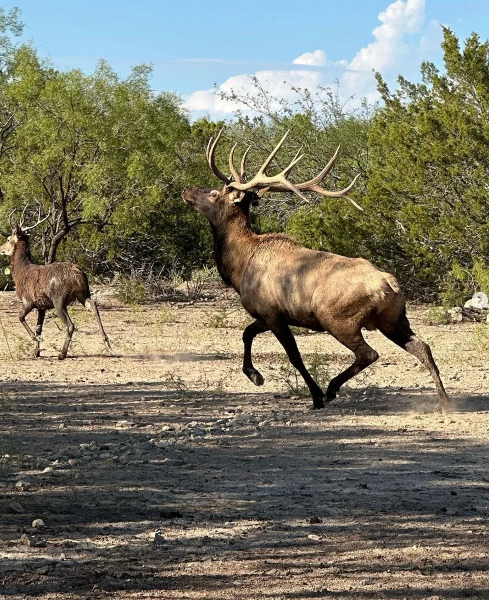 The North American Giants Hunt