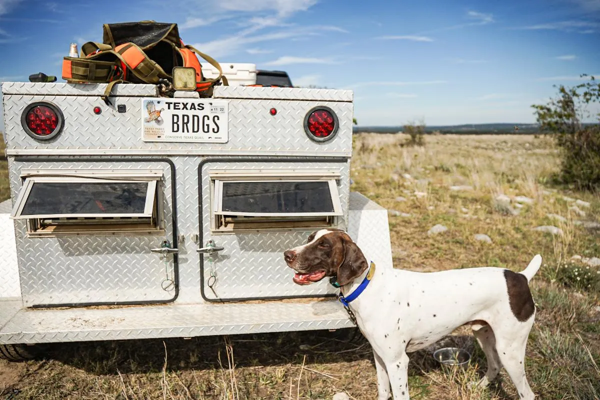 Day Quail Hunts