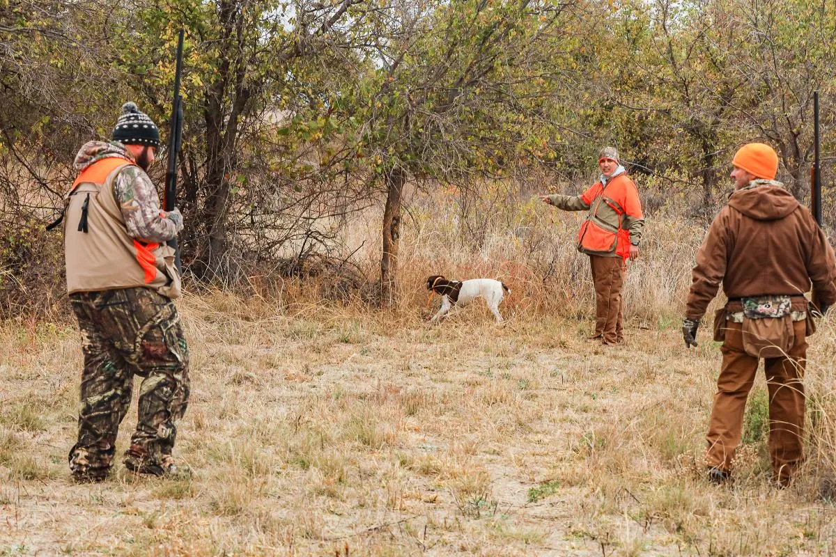 Day Quail Hunts — photo 5