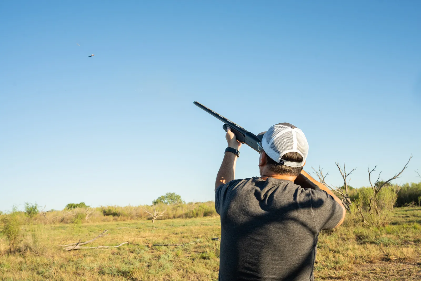 Dove Hunt - Semi-guided — photo 2