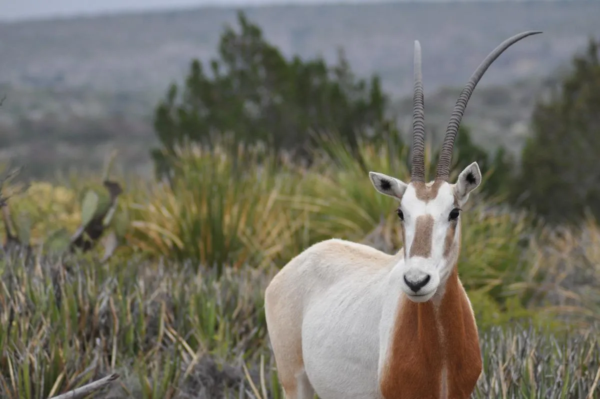 Trophy Exotic Hunt — photo 2