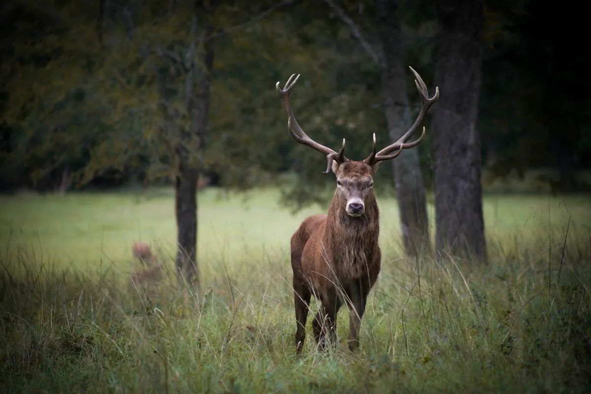 Trophy Exotic Hunt — photo 5