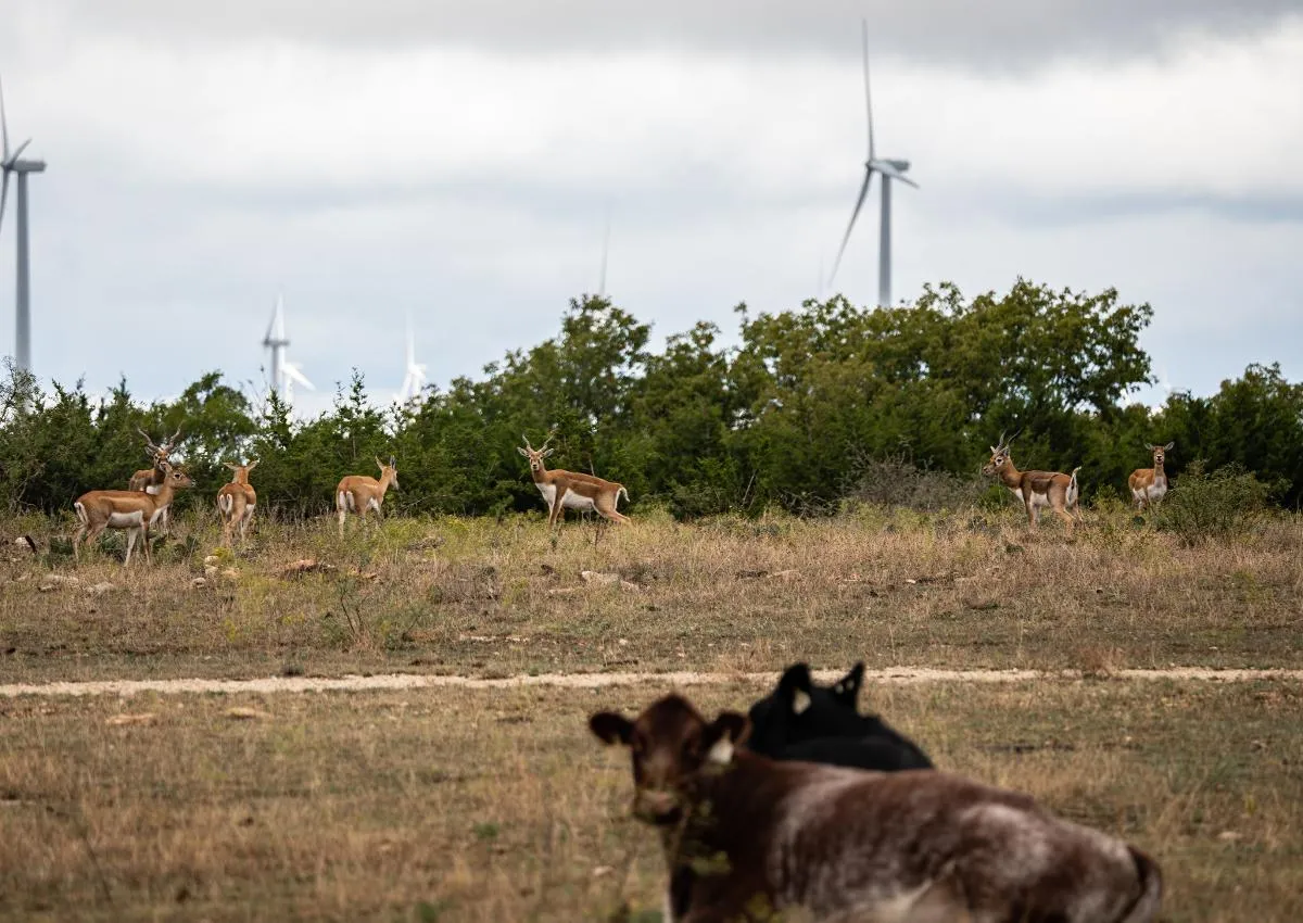 3-Day/2-Night West Texas Exotic Big Game — photo 2