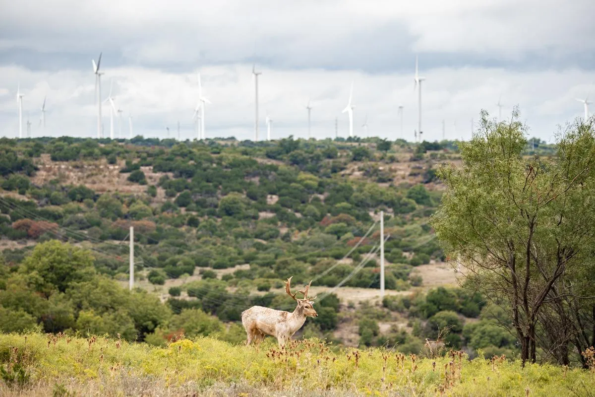 3-Day/2-Night West Texas Exotic Big Game — photo 3