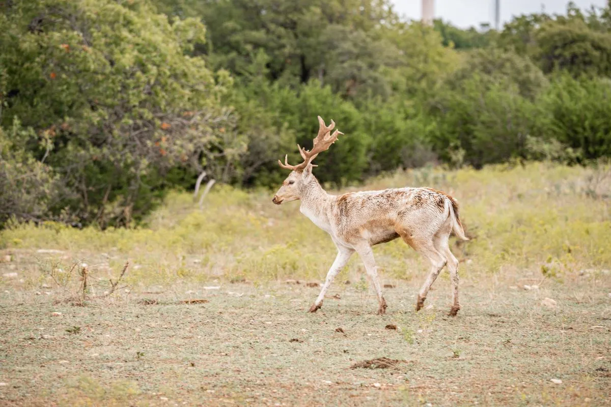 3-Day/2-Night West Texas Exotic Big Game — photo 4