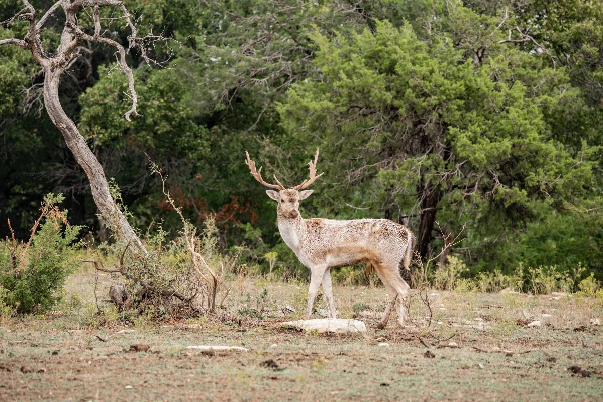 3-Day/2-Night West Texas Exotic Big Game — photo 5