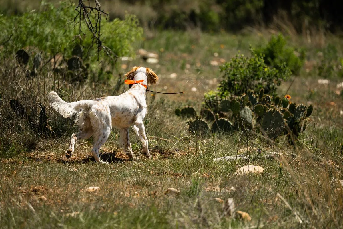 Hill Country Upland Day Hunt — photo 2
