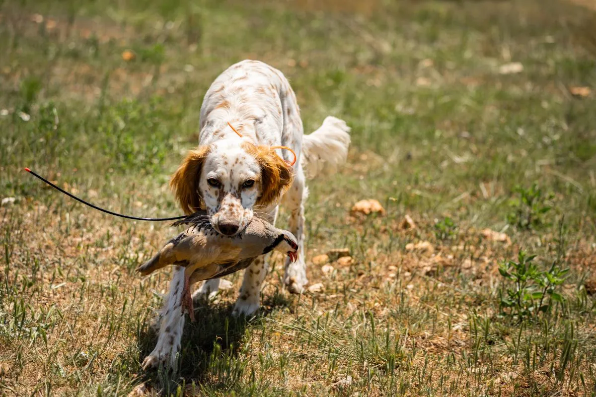 Hill Country Upland Day Hunt — photo 4