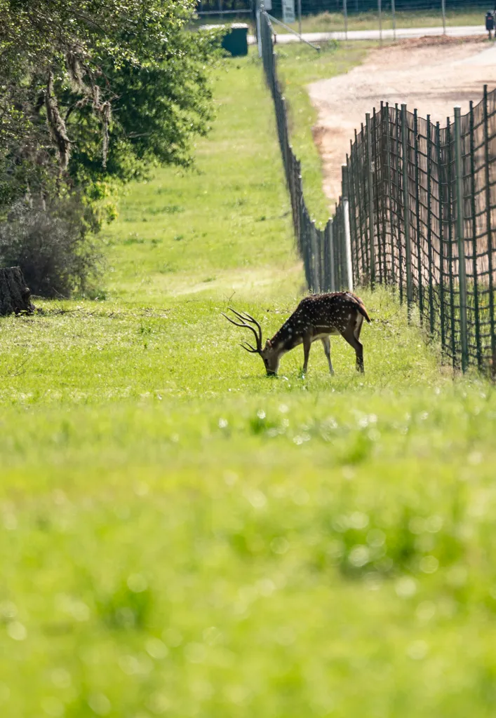 Axis hunt — photo 2