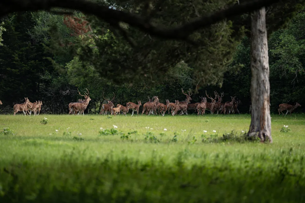 Axis hunt — photo 3