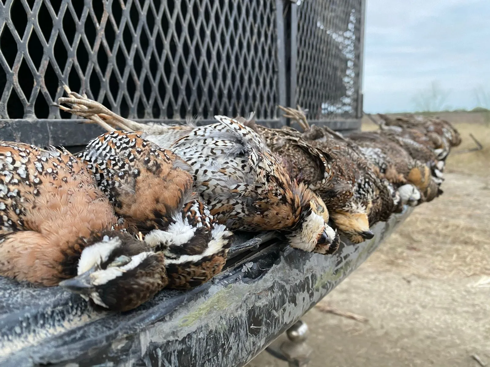 Mixed Bag Shootout — photo 4