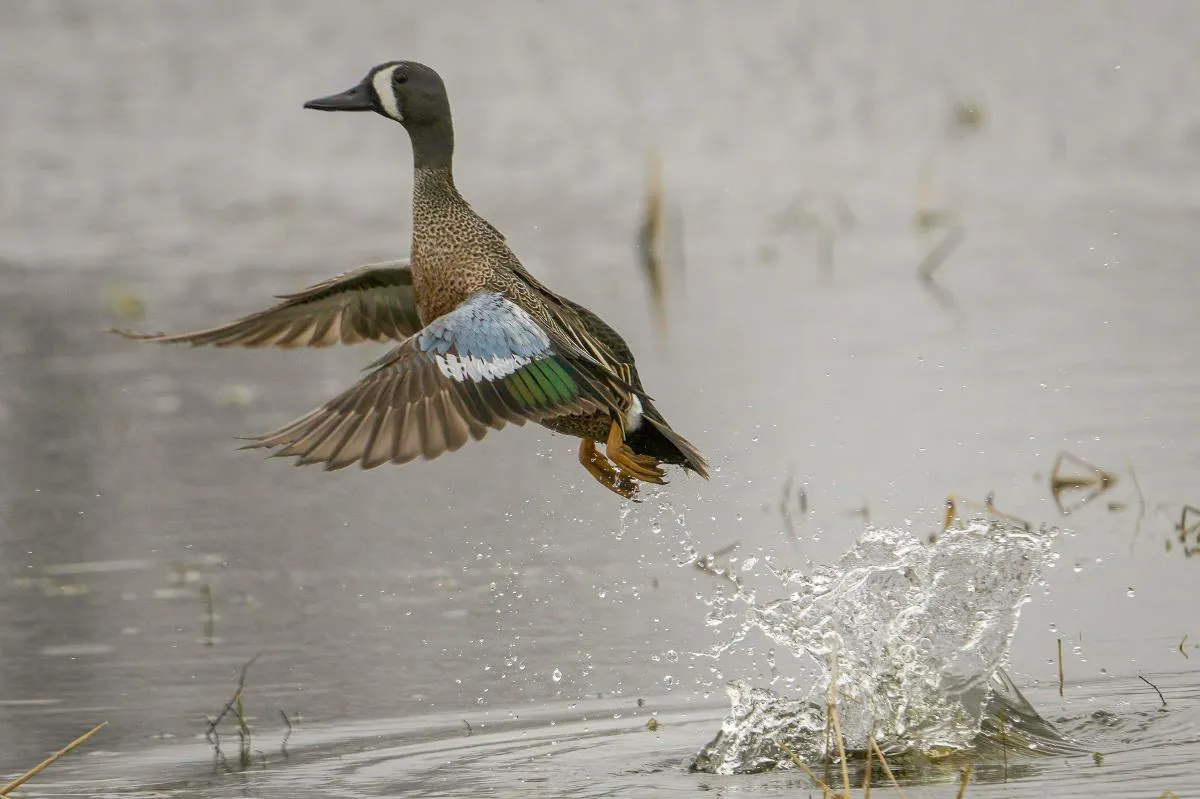 Day Duck Hunts