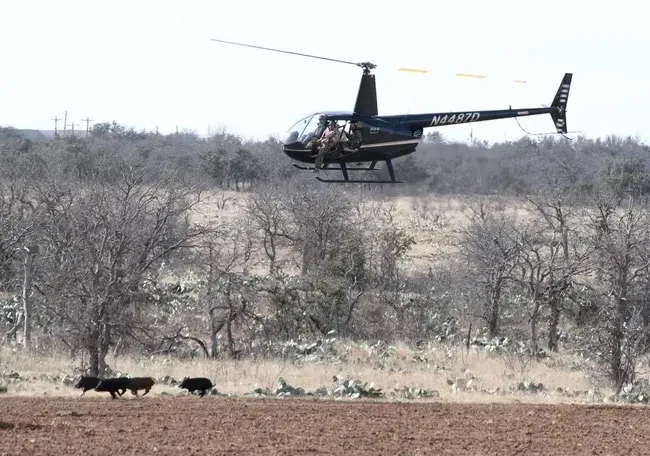2-Hour South Texas Helicopter Hunt — photo 5