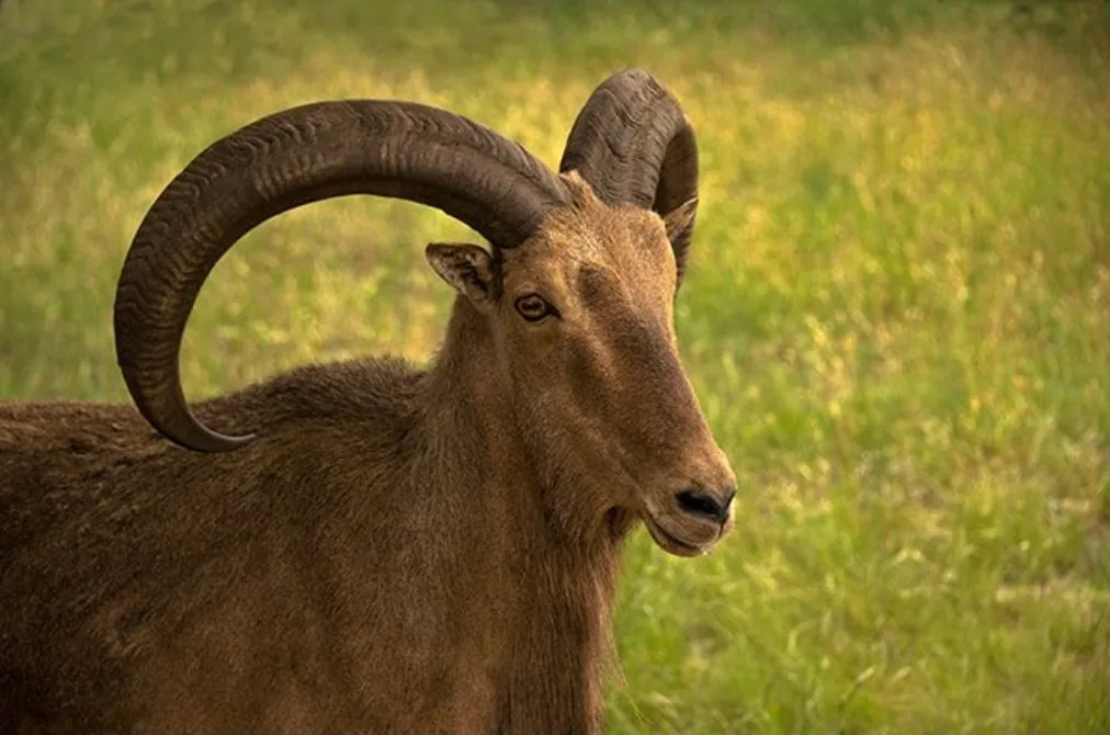 Exotic Sheep and Goat Hunt