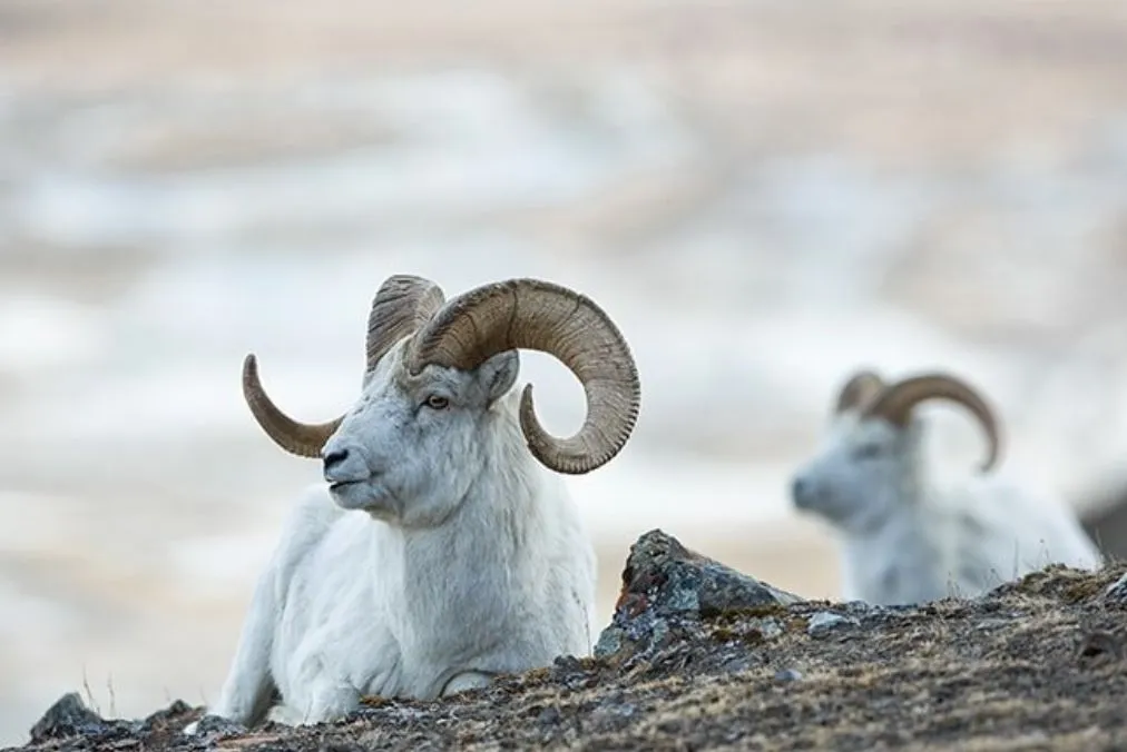 Exotic Sheep and Goat Hunt — photo 2