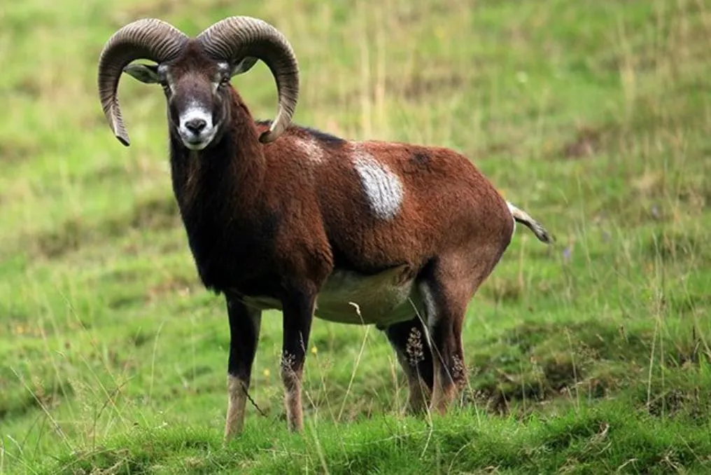 Exotic Sheep and Goat Hunt — photo 3