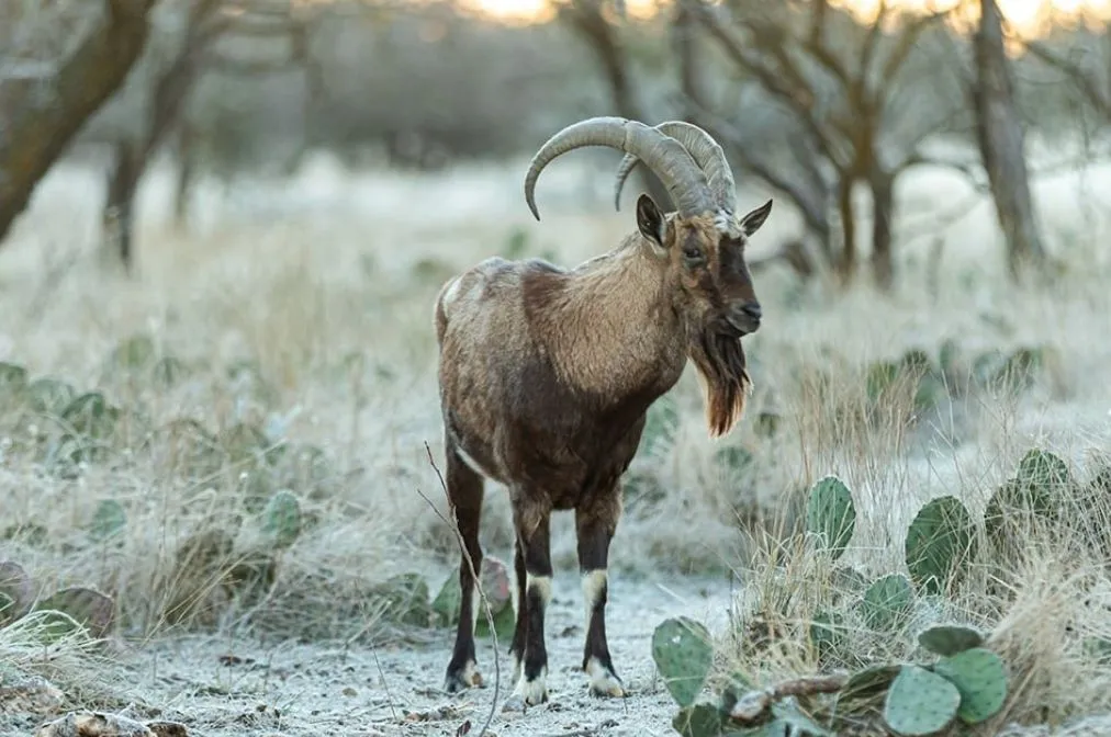 Exotic Sheep and Goat Hunt — photo 5