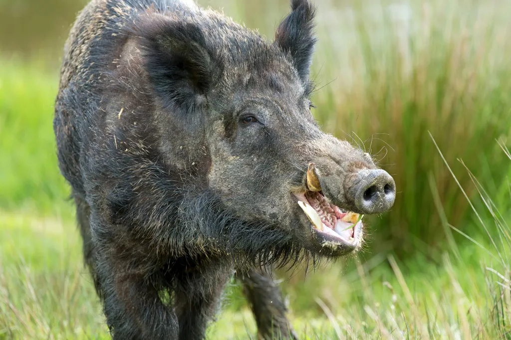 2-Day Guided Hog Hunt