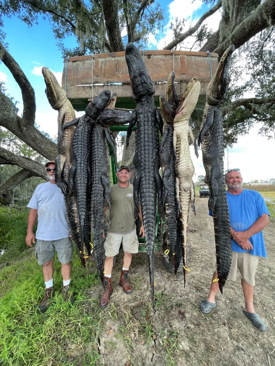 Alligator Swamp Hunting — photo 3