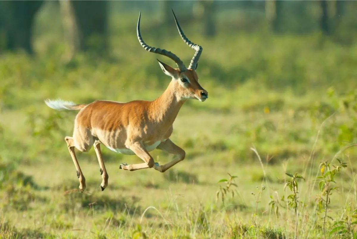 Exotic Deer and Antelope Hunt