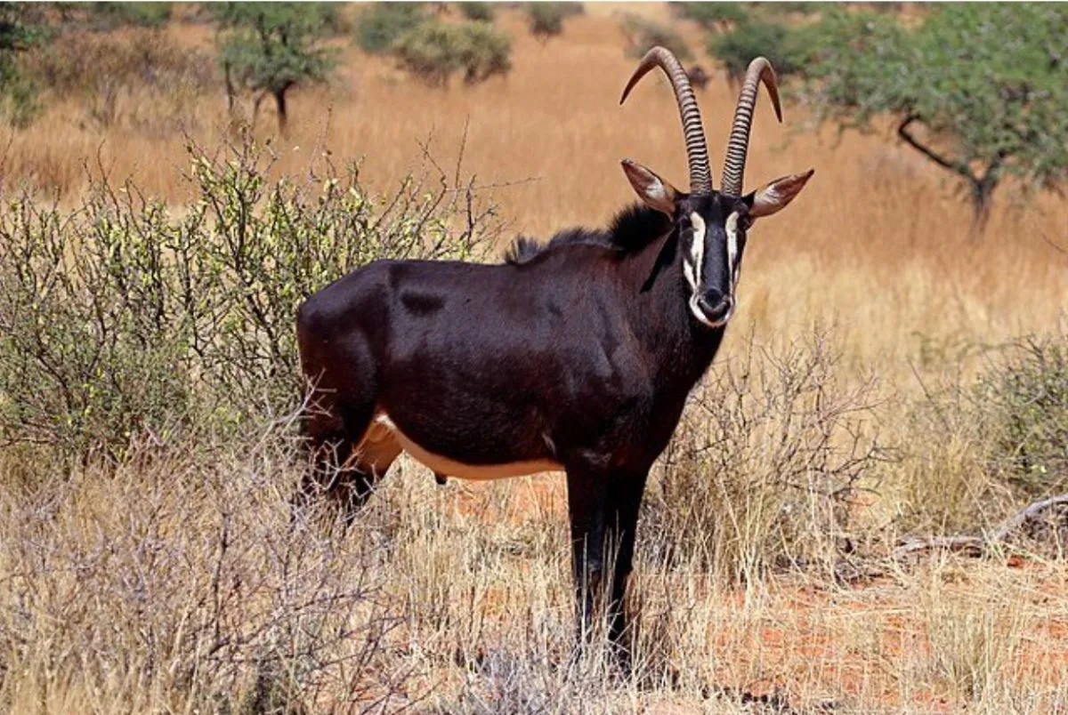 Exotic Deer and Antelope Hunt — photo 2