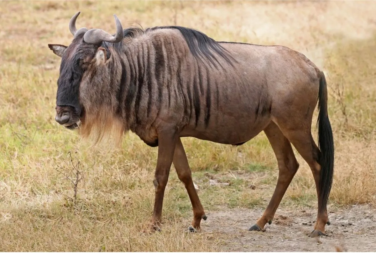 Exotic Deer and Antelope Hunt — photo 3