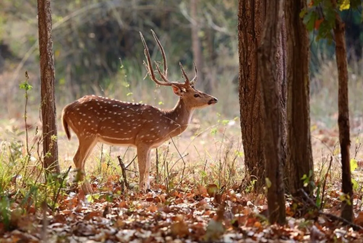 Exotic Deer and Antelope Hunt — photo 4