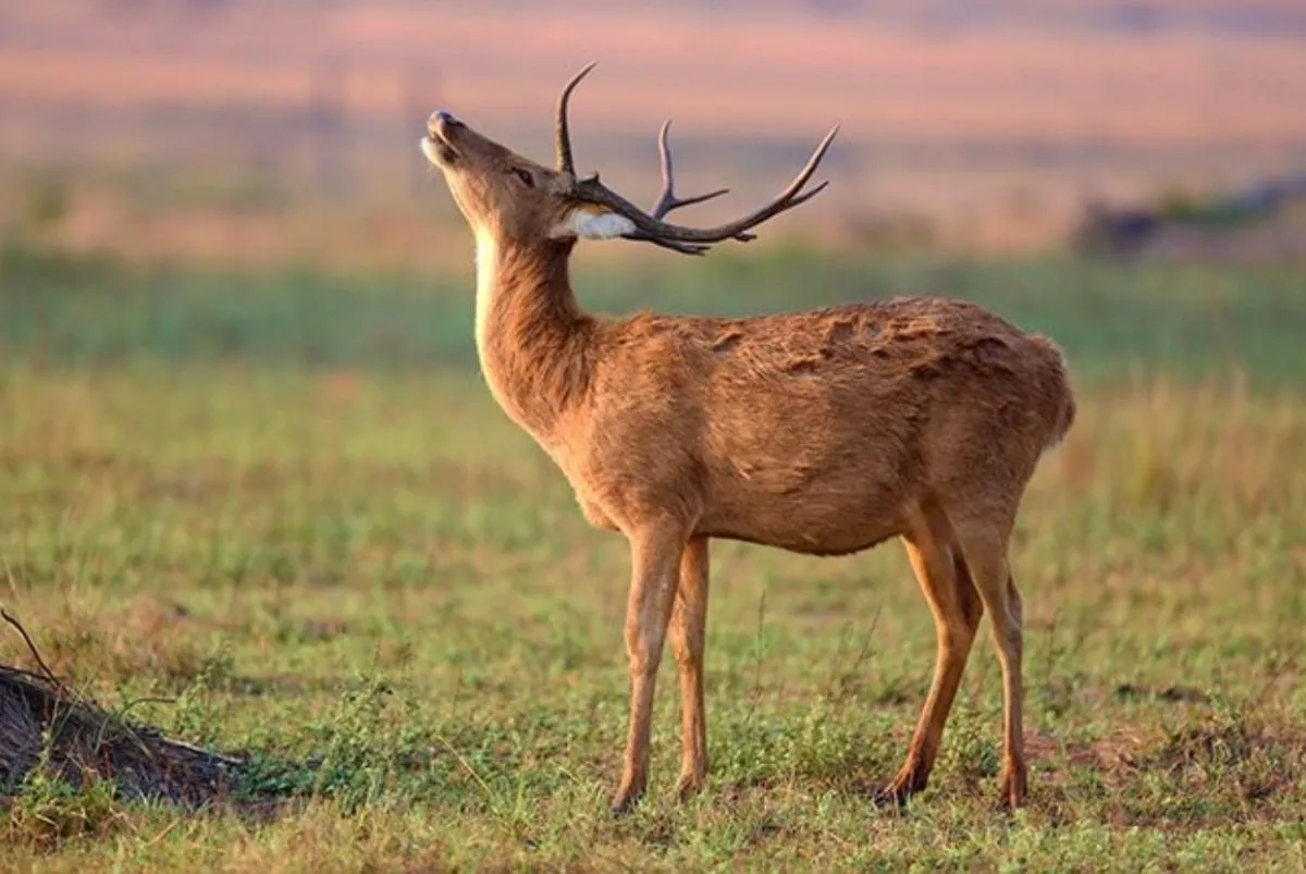 Exotic Deer and Antelope Hunt — photo 5