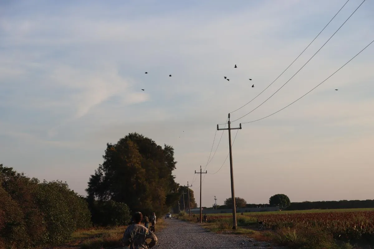 Barn Burner White Wing Hunt — photo 3