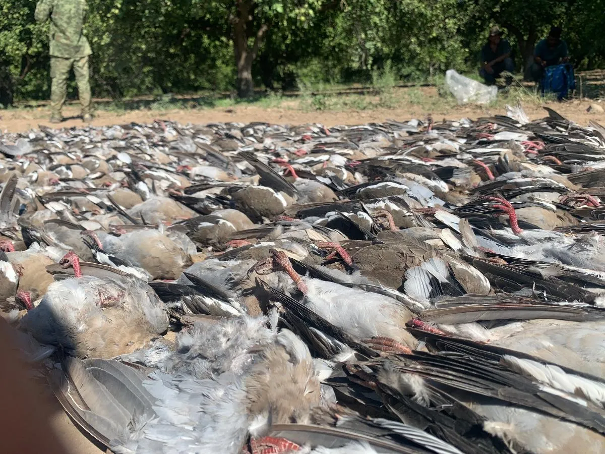 Barn Burner White Wing Hunt — photo 4