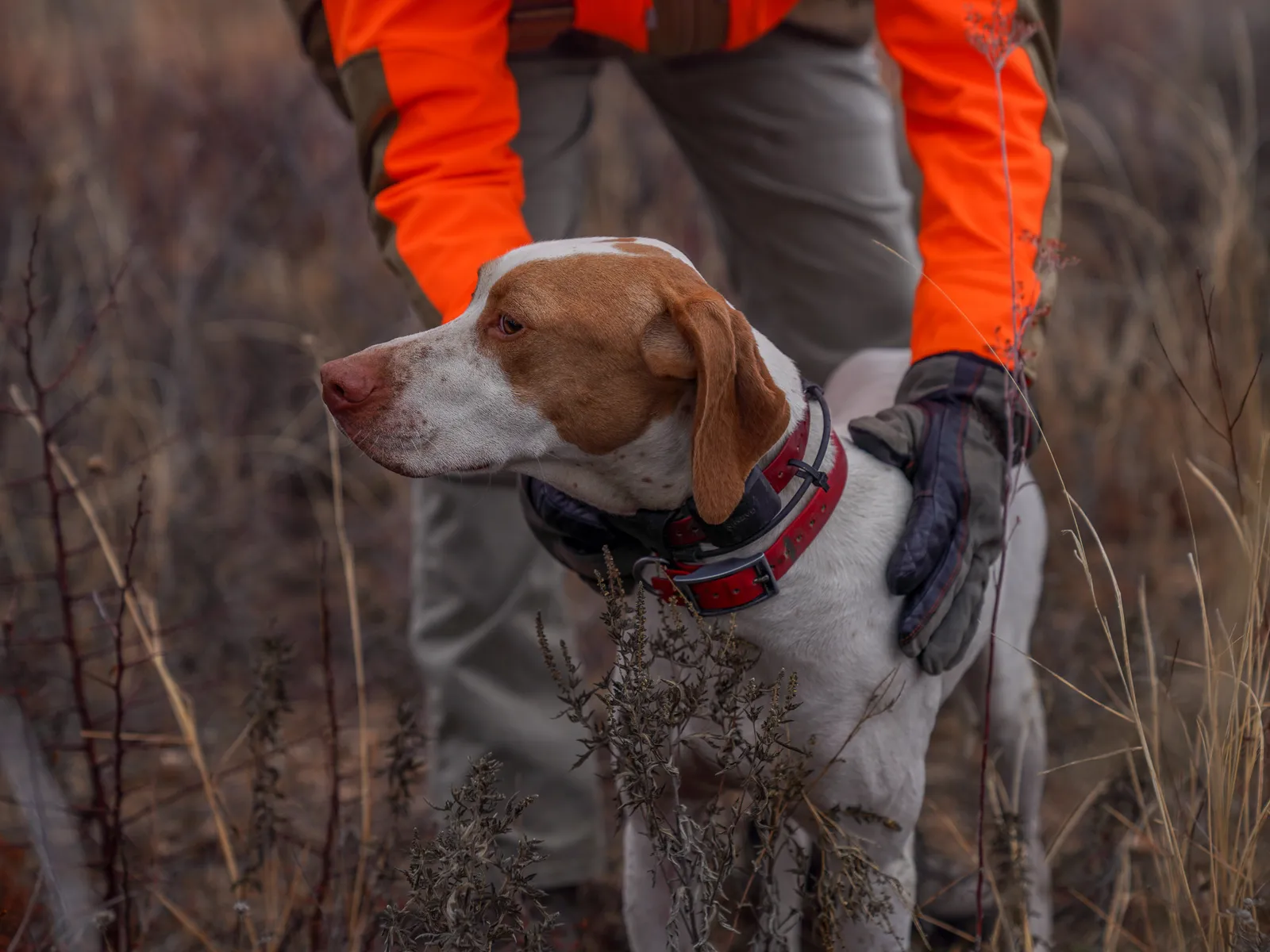 Upland Hunts - Semi-Guided — photo 2
