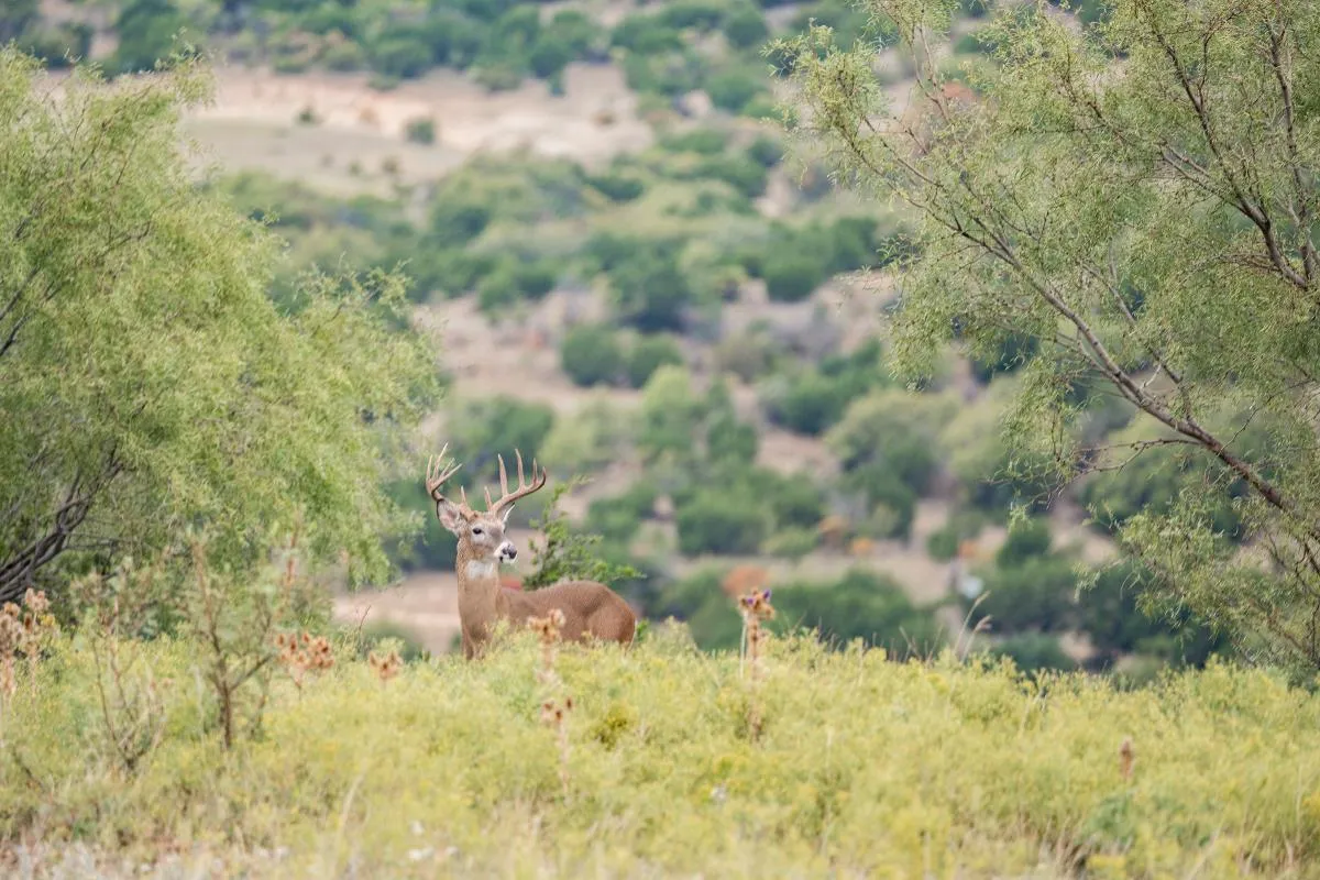3-Day/2-Night Native Big Game Hunt — photo 2