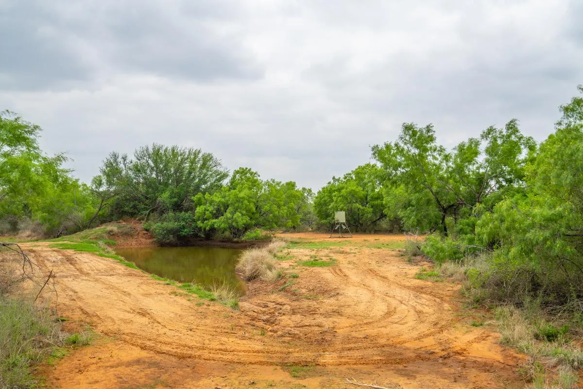 South Texas Trophy Buck Hunt — photo 3
