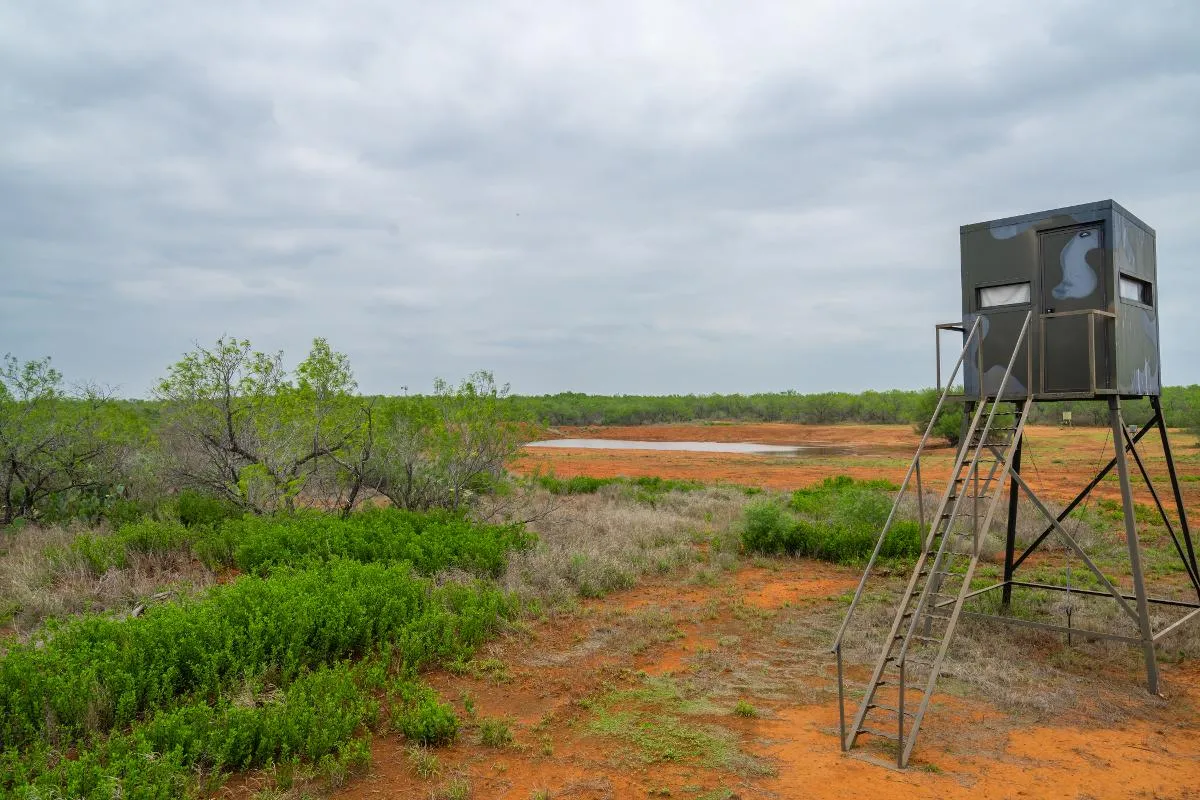 South Texas Trophy Buck Hunt — photo 4