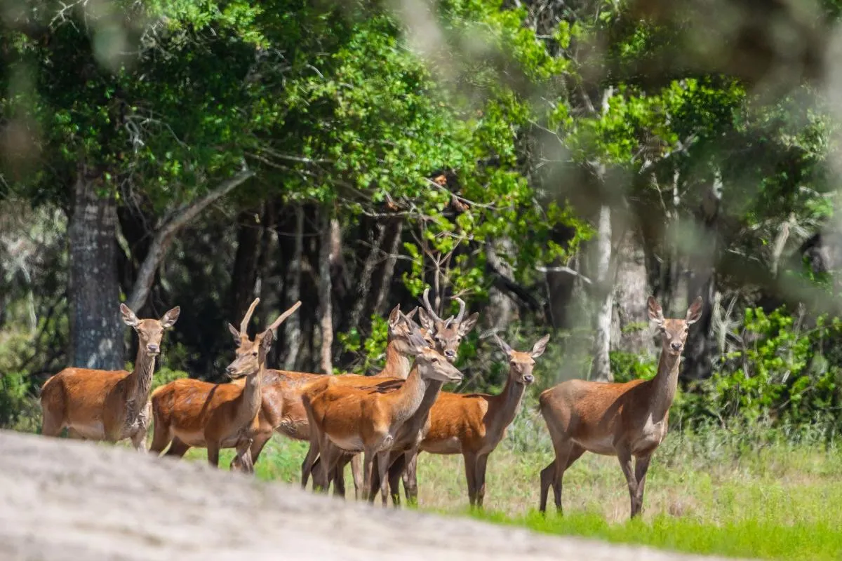 3-Day/2-Night Trophy Whitetail or Exotic Hunt- Food/Live Music included — photo 3