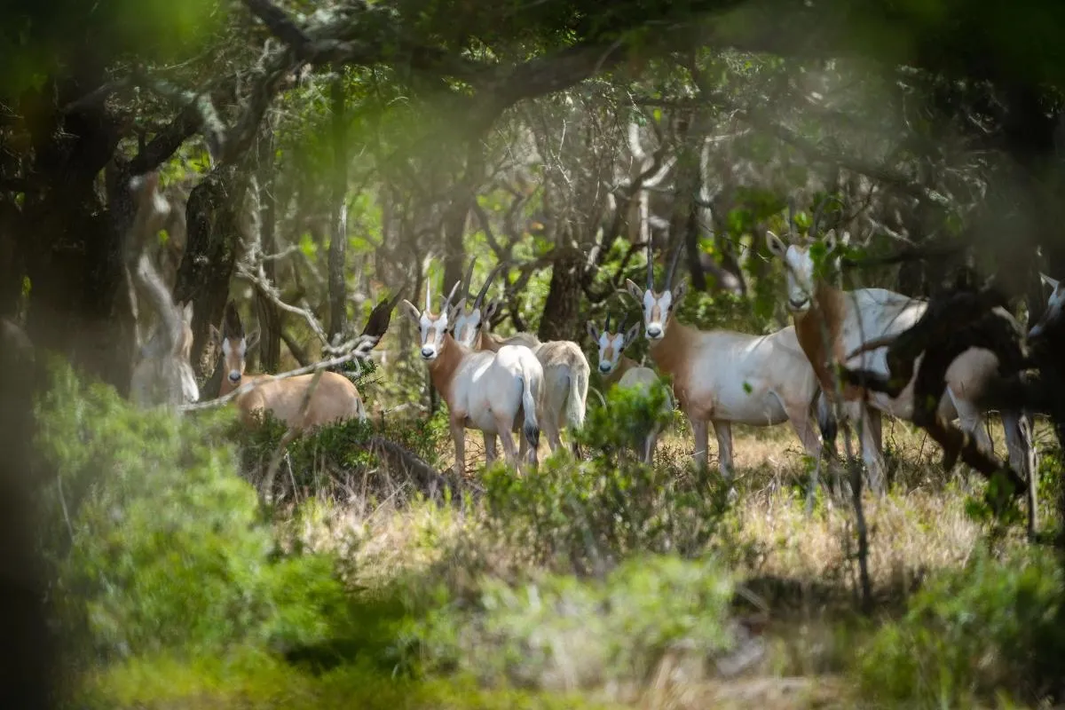 3-Day/2-Night Trophy Whitetail or Exotic Hunt- Food/Live Music included — photo 4
