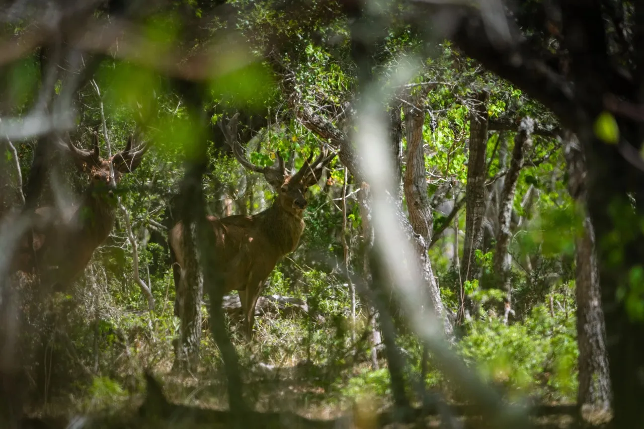3-Day/2-Night Trophy Whitetail or Exotic Hunt- Food/Live Music included — photo 5