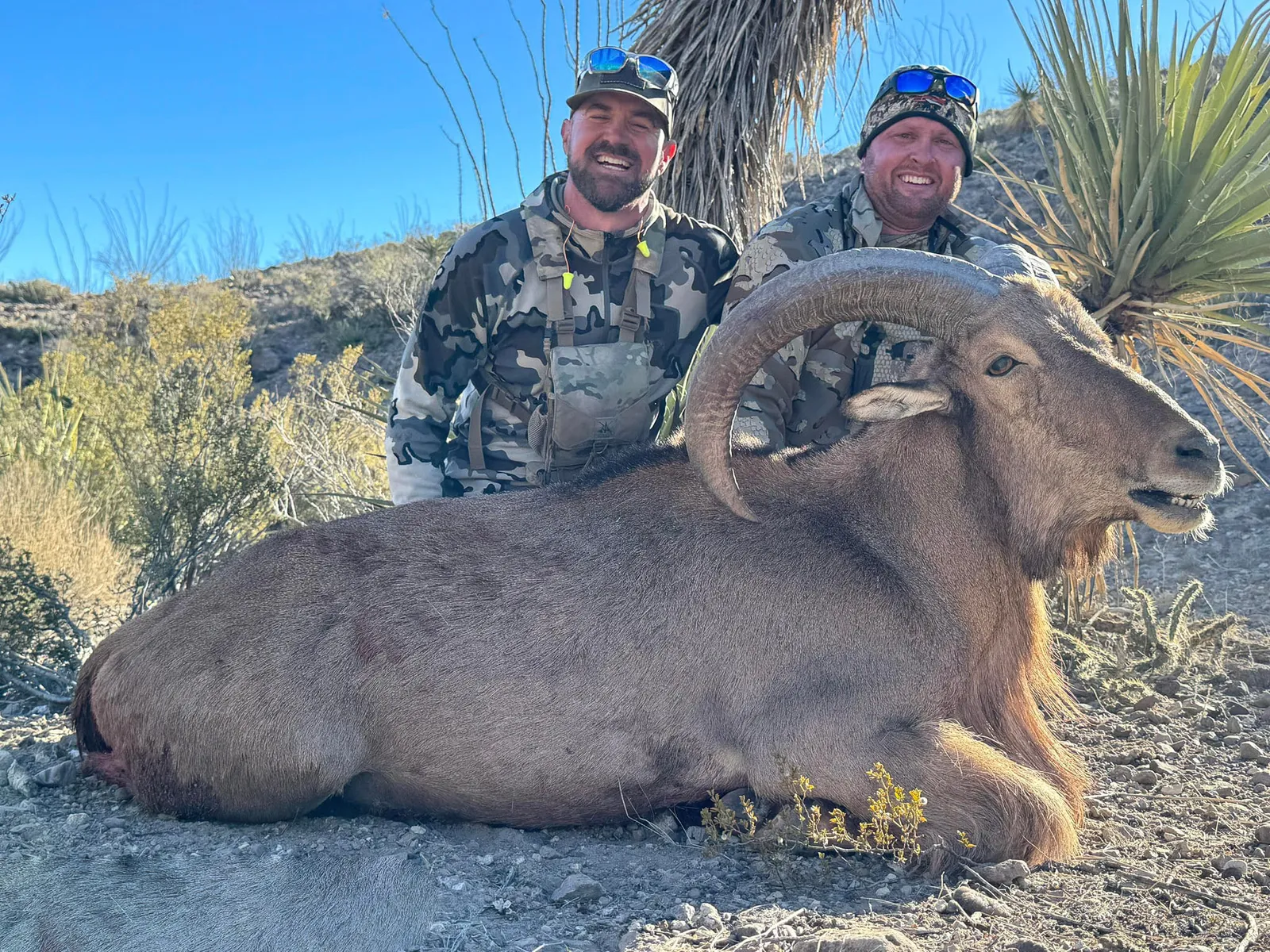Trophy Aoudad Hunt - 3 Days — photo 2