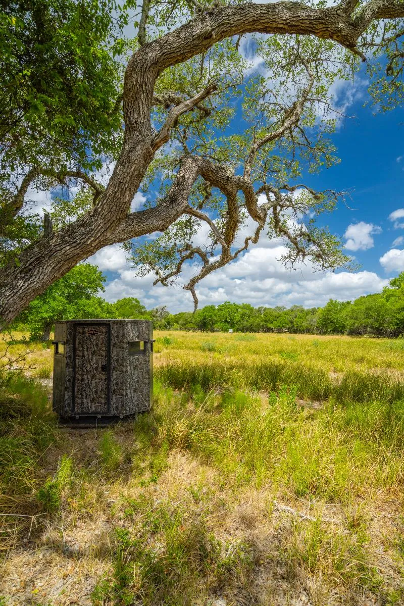 3-Day/2-Night Trophy Whitetail or Exotic Hunt — photo 4