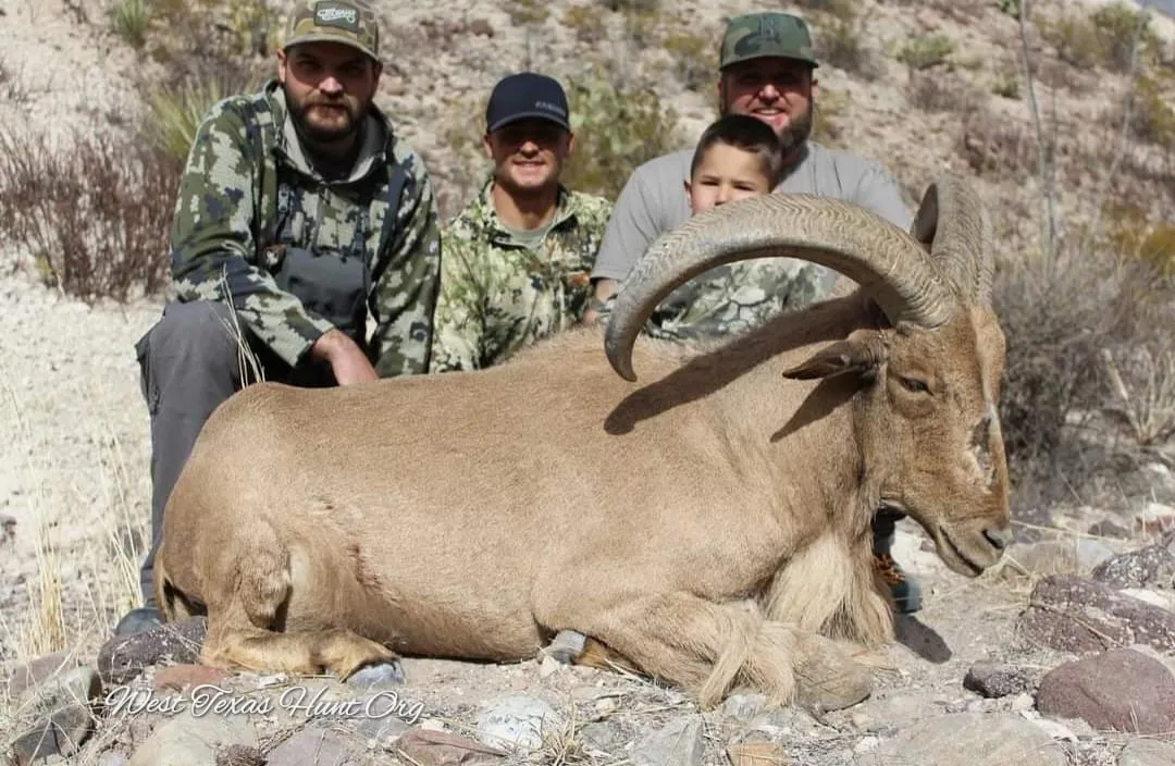 Trophy Aoudad Hunts