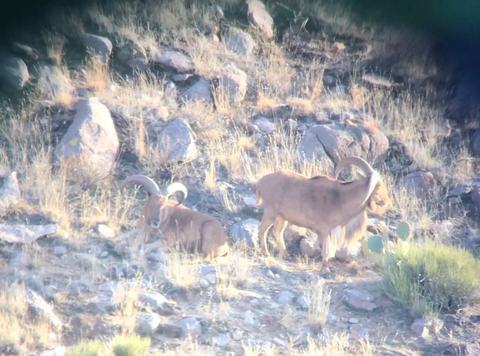 7-Day DIY Trophy Aoudad Hunt — photo 3