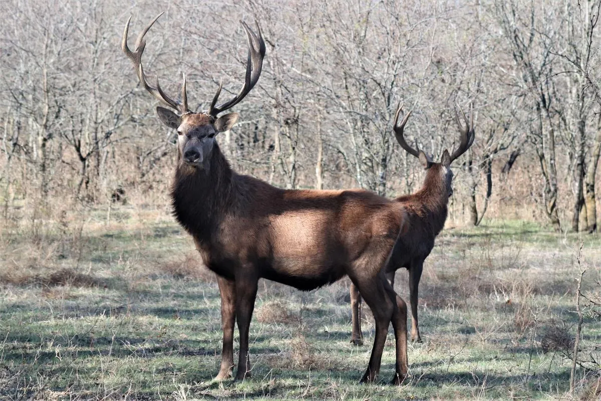 Trophy Exotic Hunt — photo 1