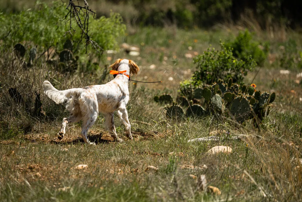 2-Day Hill Country Upland Hunt — photo 1