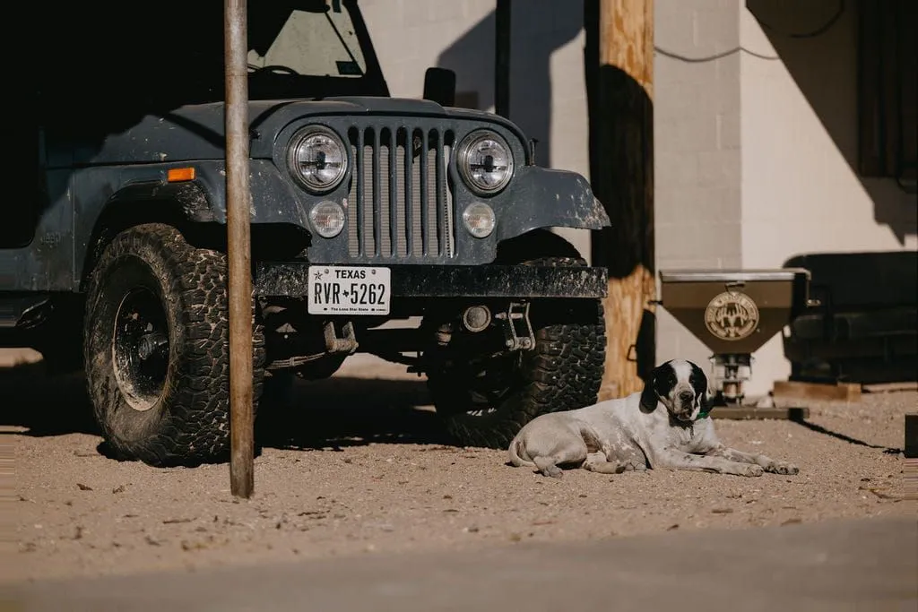 West Texas Quail Hunt — photo 1